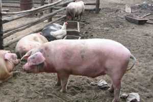 belarus_pigs2_1.jpg
